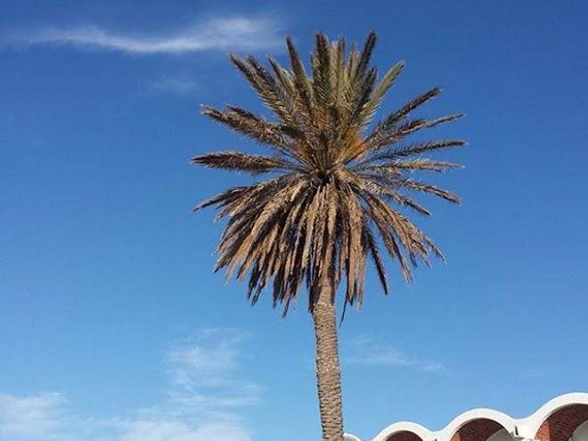 Palmyra club nabeul