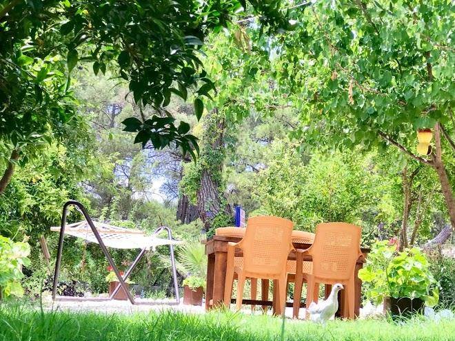 Olive garden pansiyon