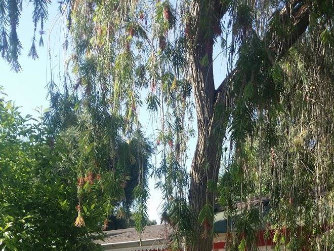 Side Altinkum Hotels Image