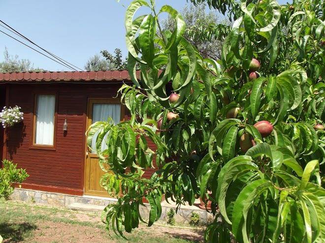 Orchidee bungalow