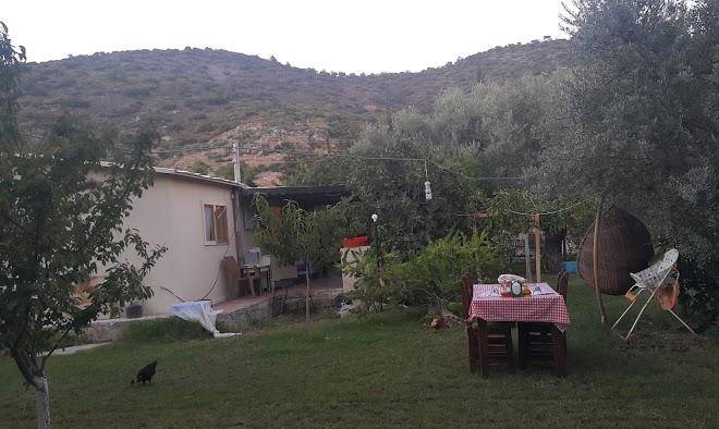 Sempati agac evleri