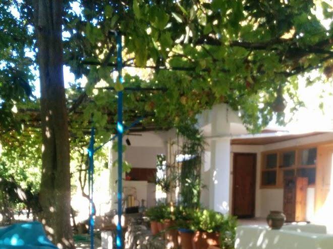 Suleyman's garden