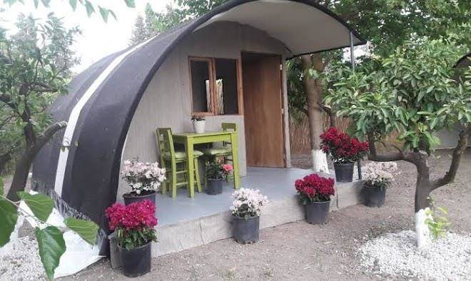 Begonvil turkbuku kamp