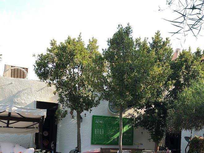Kaktus cicegi otel