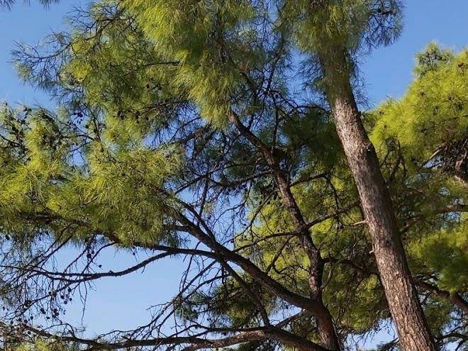 Akyaka Yacht Club Image