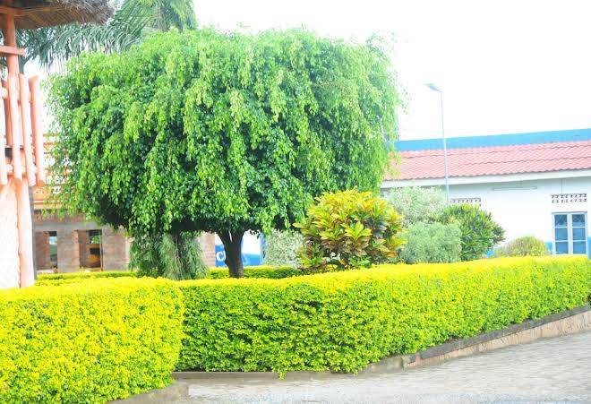 Leosim hotel nebbi