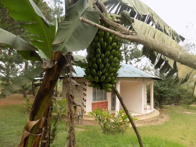 Betiina resort hotel