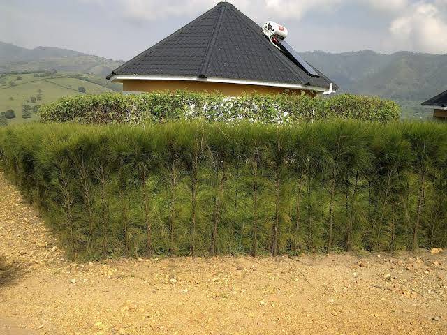The crested crane bwindi hotel