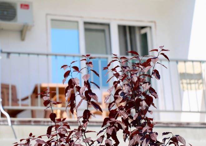Hotel assol