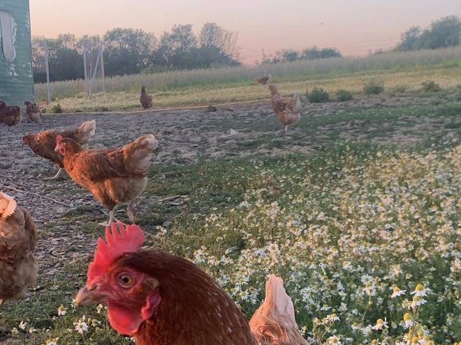 Gill wing farm