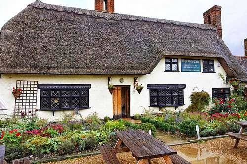 The red cow