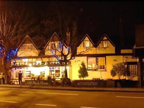 The old black horse
