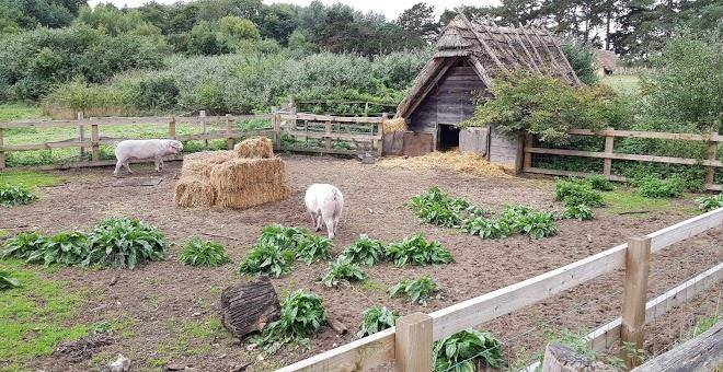 Wideham farm