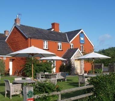 The felin fach griffin