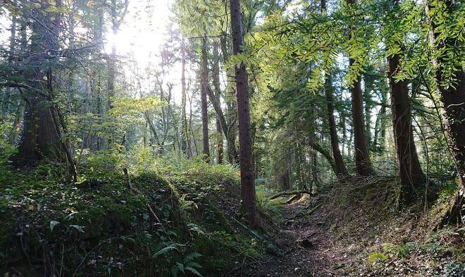 Tyn y coed
