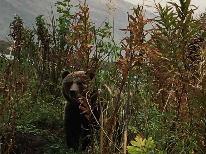 Kodiak brown bear center