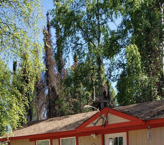 Mooseberry cabins