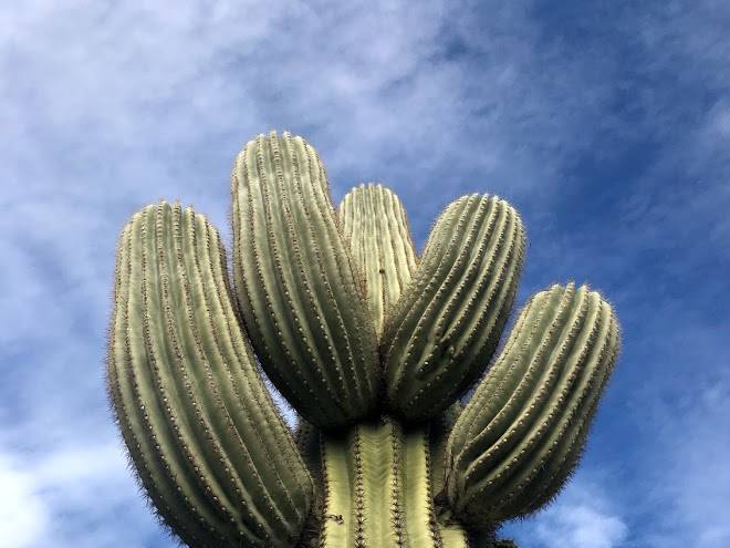 Arizonian Rv Resort Image