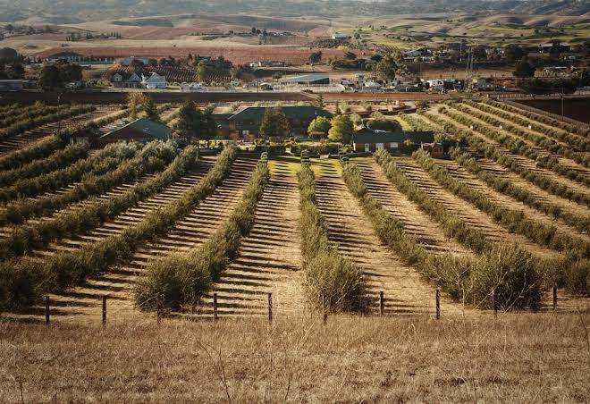 Purple orchid wine country resort and spa