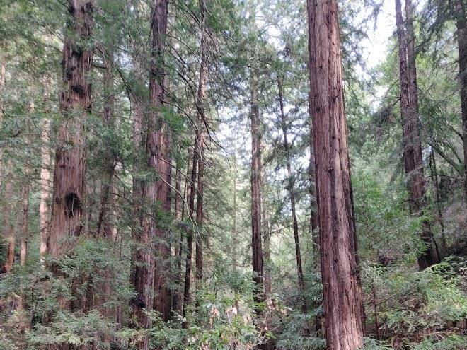 Muir woods lodge