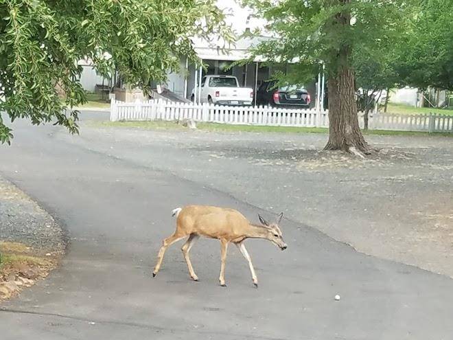 Sully's rv park