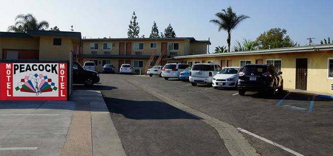 Peacock motel