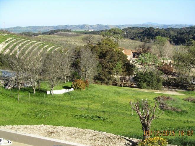 Berardo estates olive oil