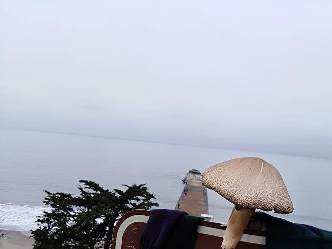 Seacliff center rv park