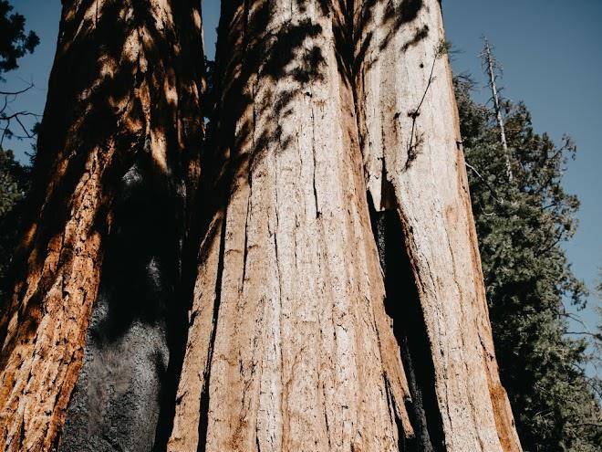 Yosemite rose bed and breakfast