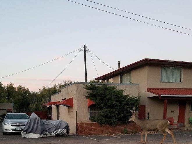 Dillon motel