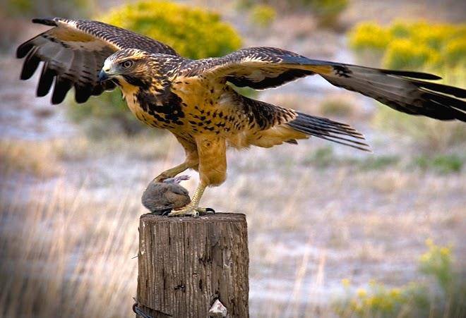 Crestone Casitas Image