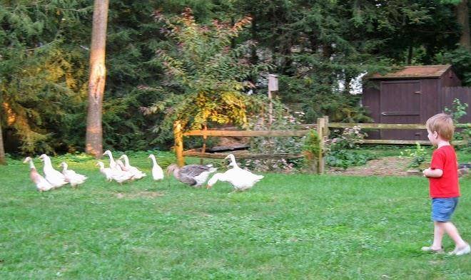 Butternut farm