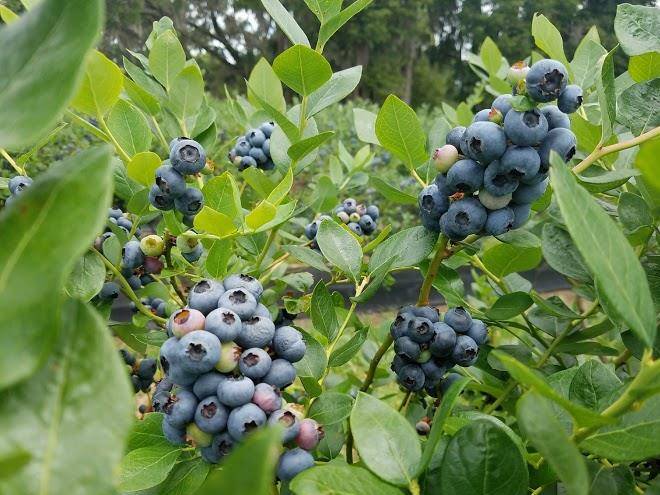 Blueberry downs