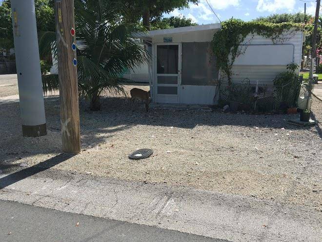 Royal palm rv park