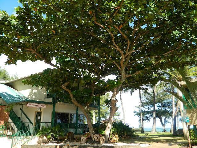 Hotel coral reef