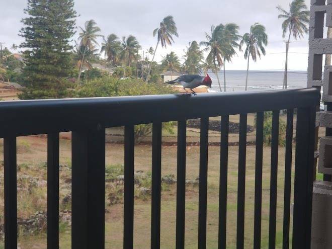 Prince kuhio resort