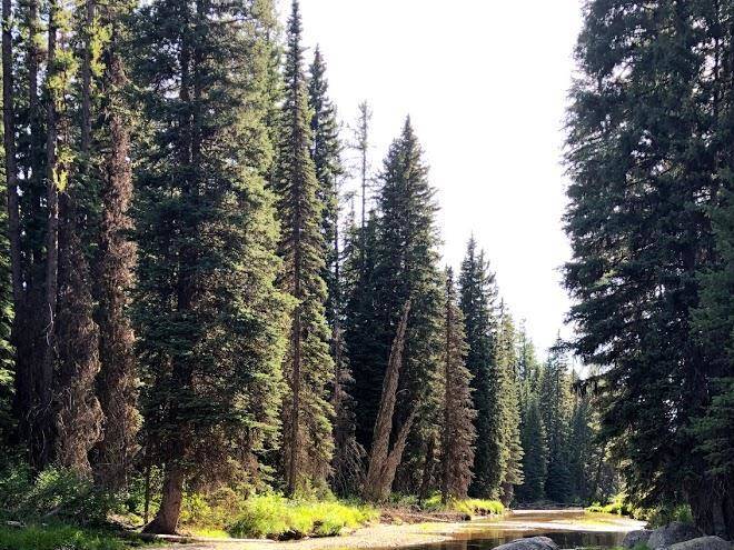 Black bear rv park