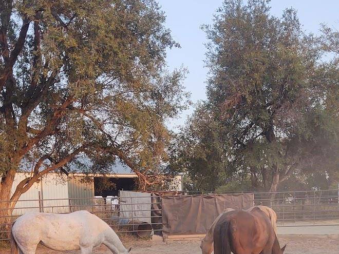 Pretty horses