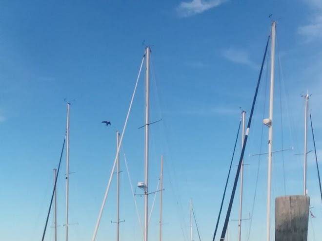 North point marina inc