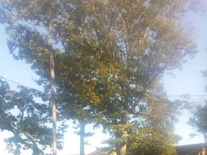 Ferwerda's Bass Lake Resort Image