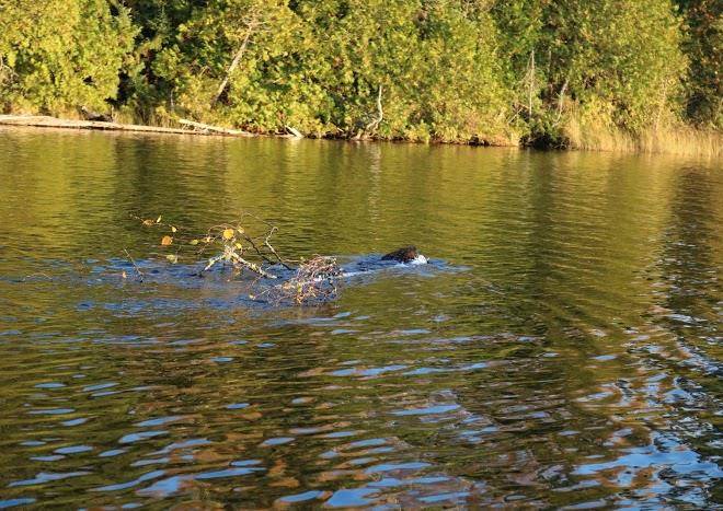 Log cabin hideaways 'just one portage away from the bwca
