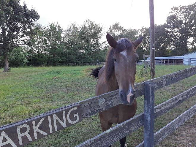 Green gate suites & stables
