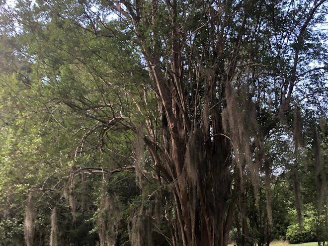 Cedars plantation