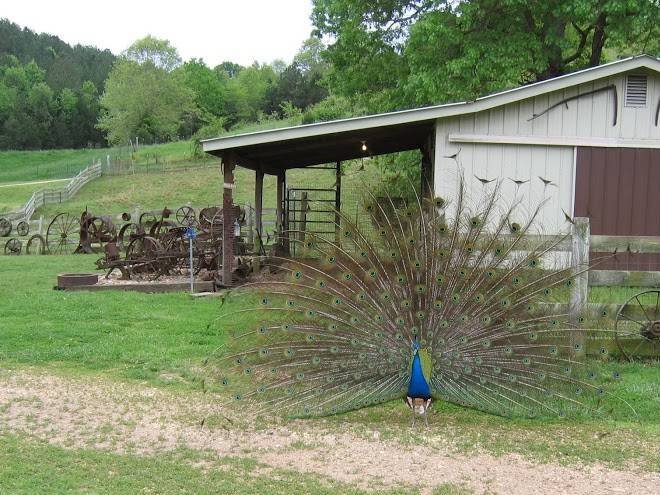 Crystal creek ranch