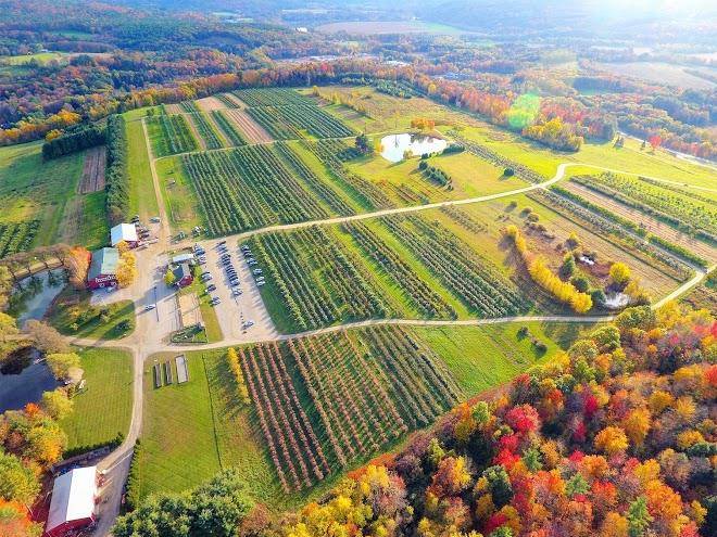 Alysons orchard