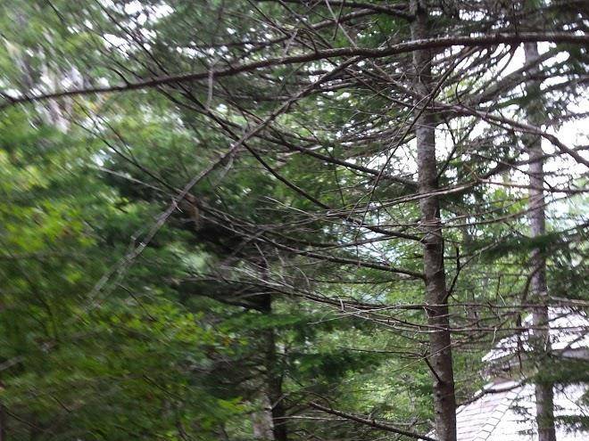 RiverWalk Resort at Loon Mountain