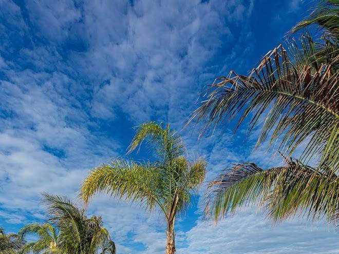 Sea shell resort and beach club