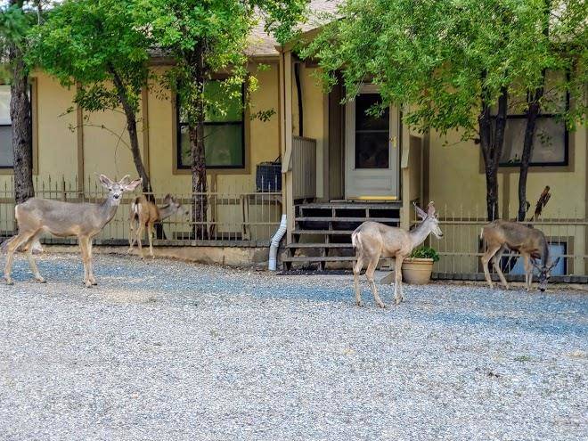 Rv resort of ruidoso