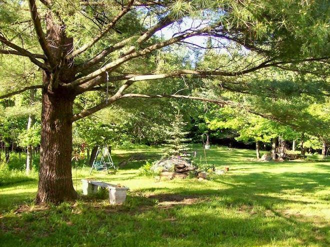 Bear inn the woods