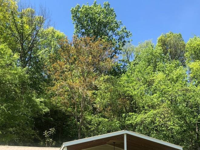 Blue ridge hiking company trail er
